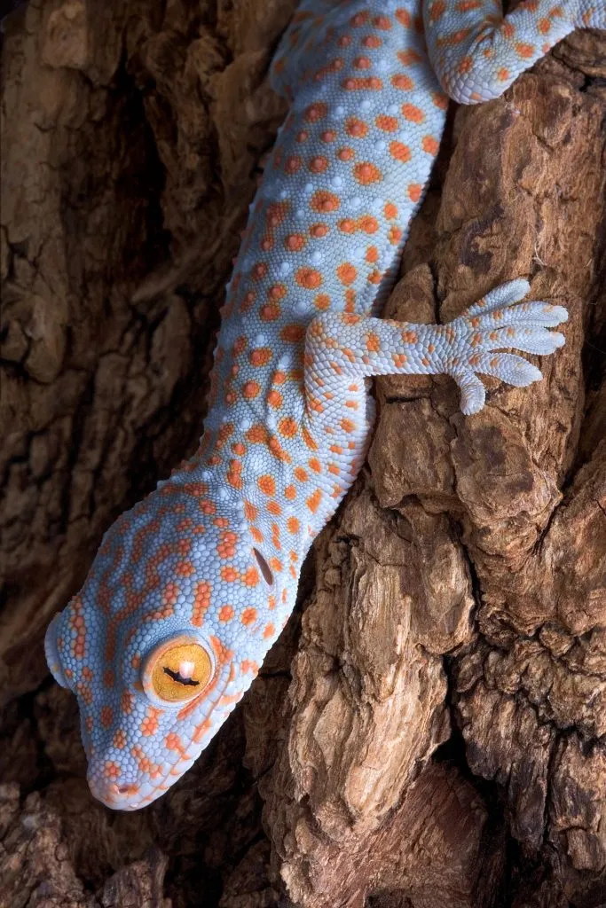 how to care for tokay geckos