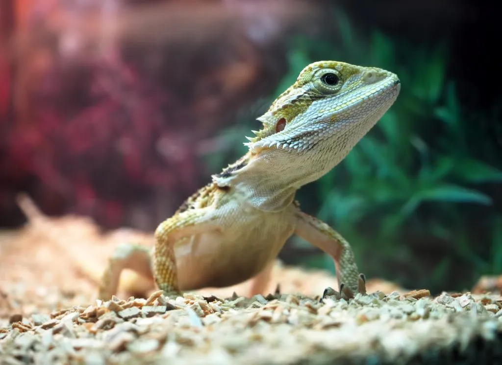 what does a bearded dragon bite feel like