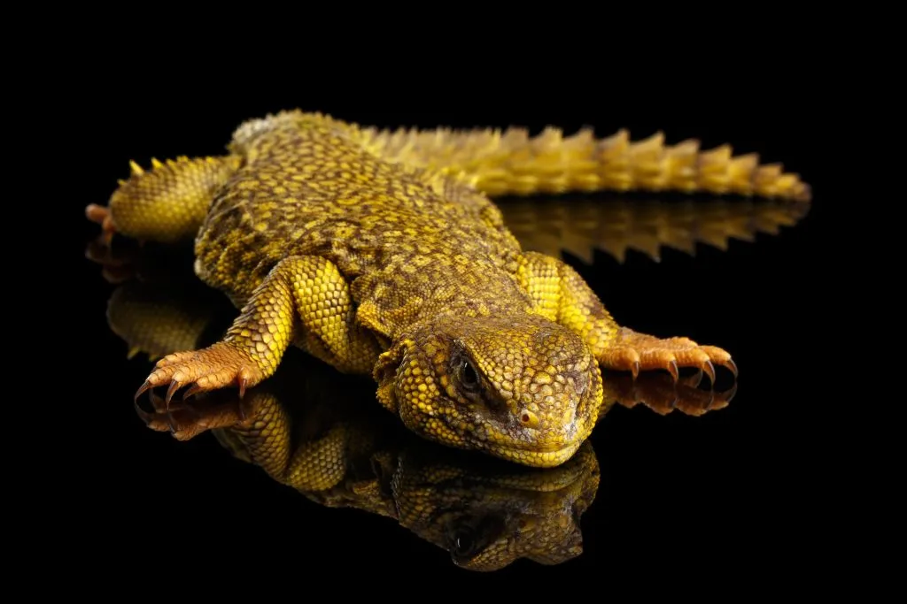 uromastyx sleeping all the time