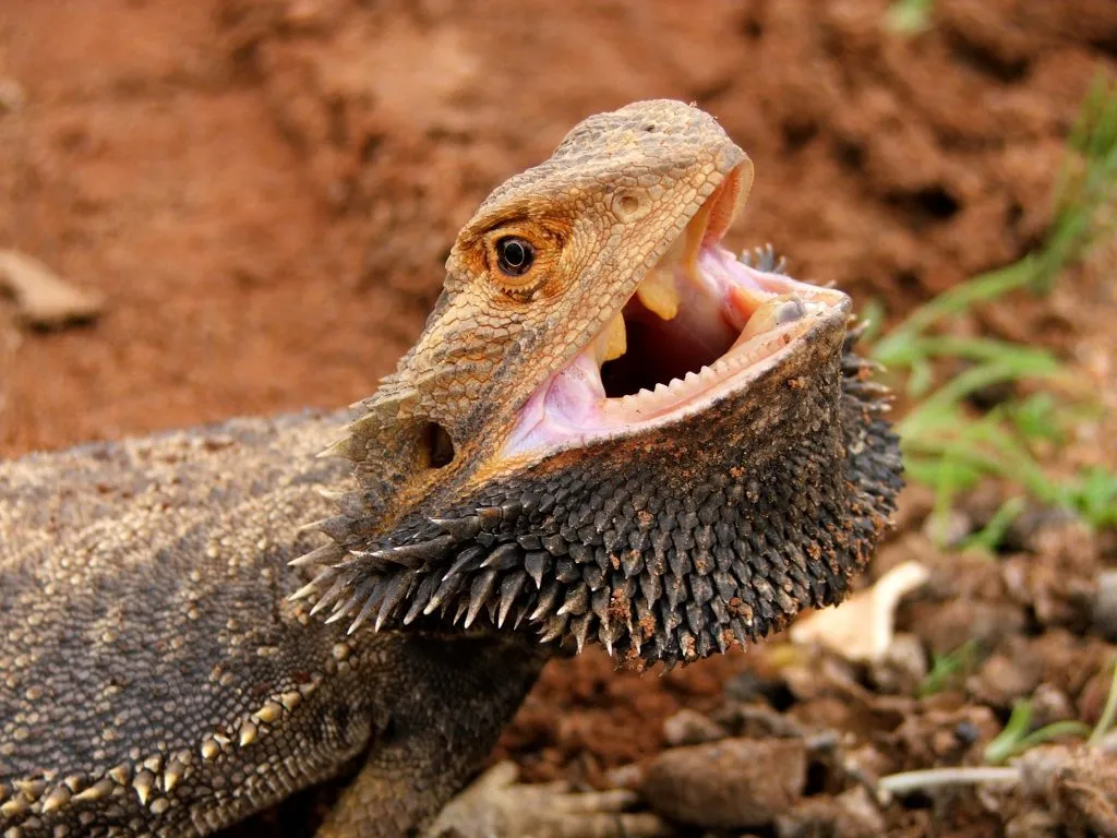 Do Bearded Dragons Have Teeth?