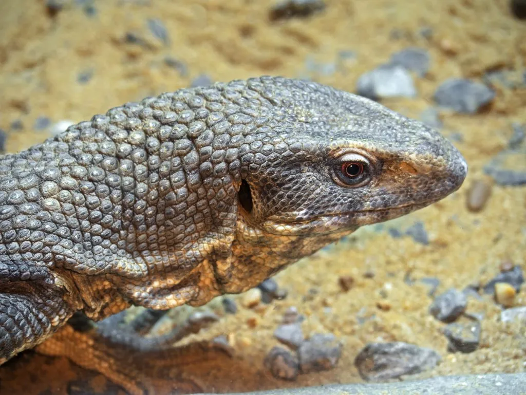 savannah monitor sale