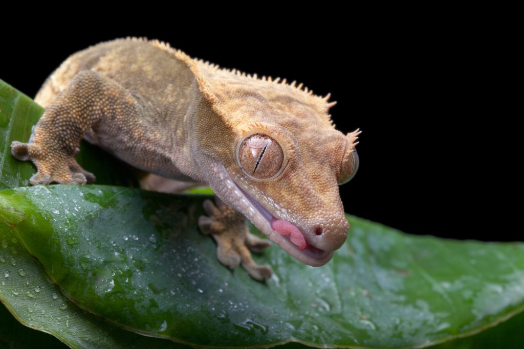 how to care for crested geckos as beginner