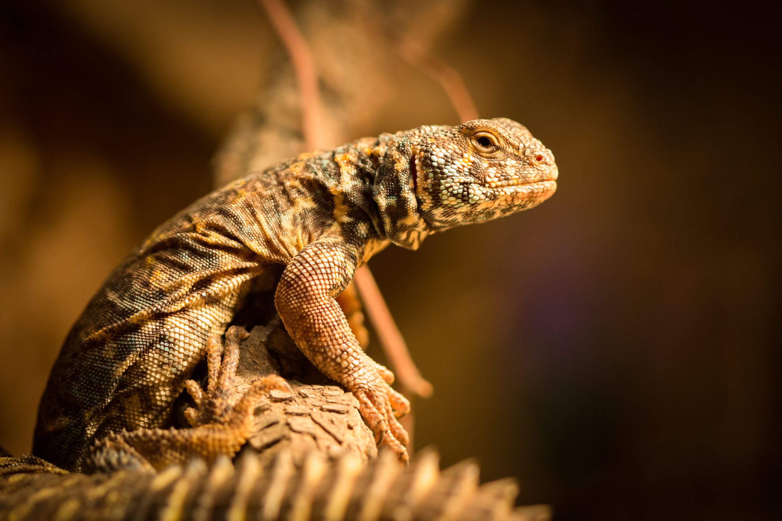 6 Signs Your Uromastyx Is Happy And Healthy Reptile Craze