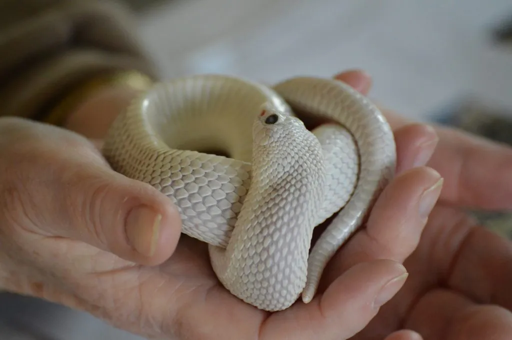 do hognose snakes bite?