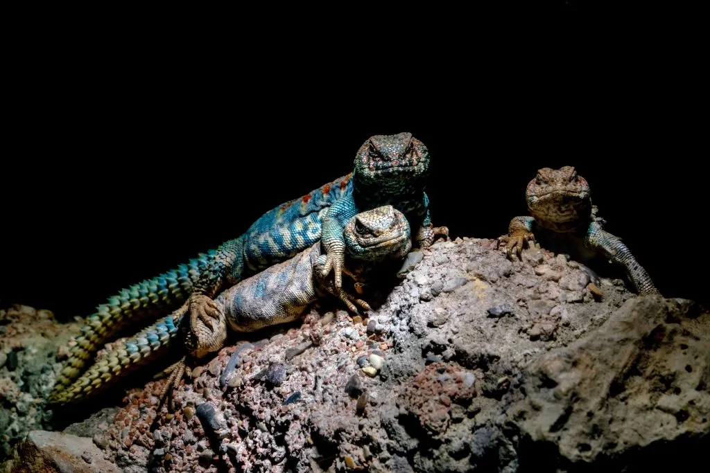 where to buy uromastyx