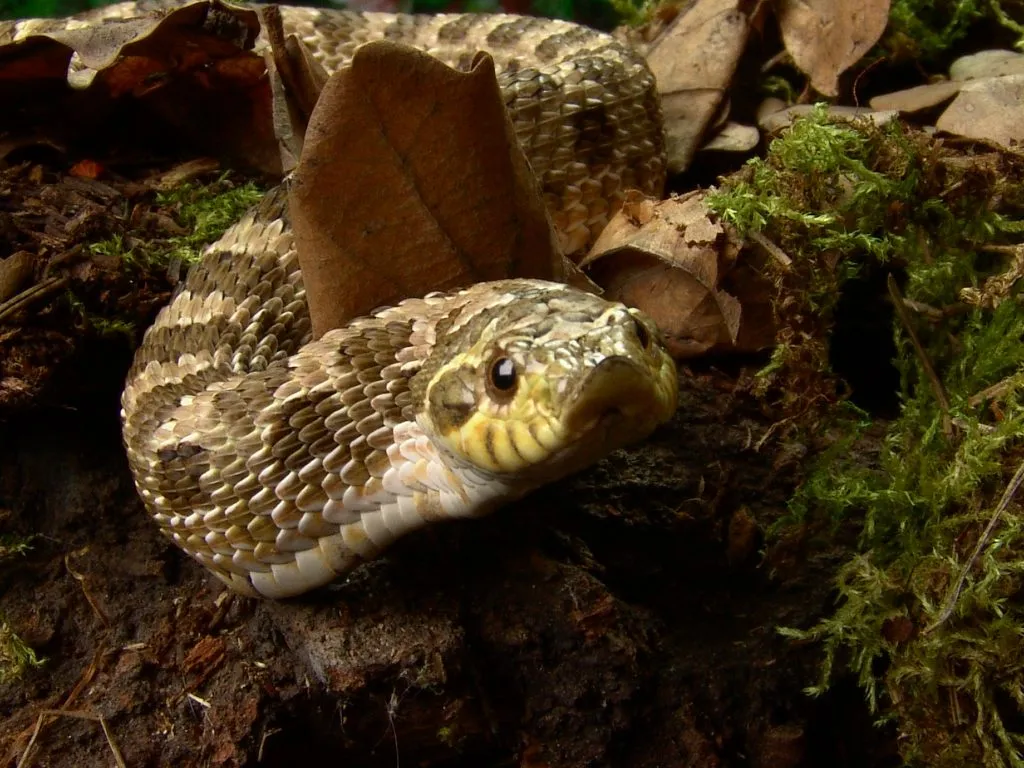 are hognose snakes venomous?