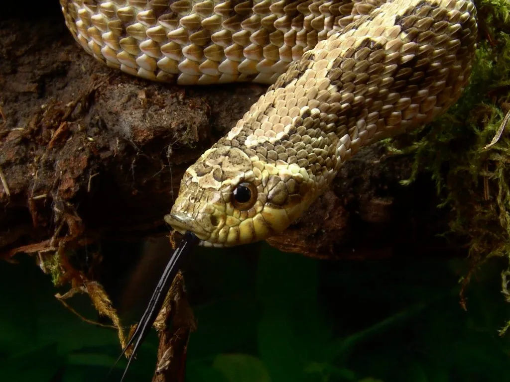 What To Do if a Hognose Snake Bites You