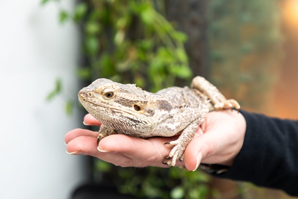 bearded dragon