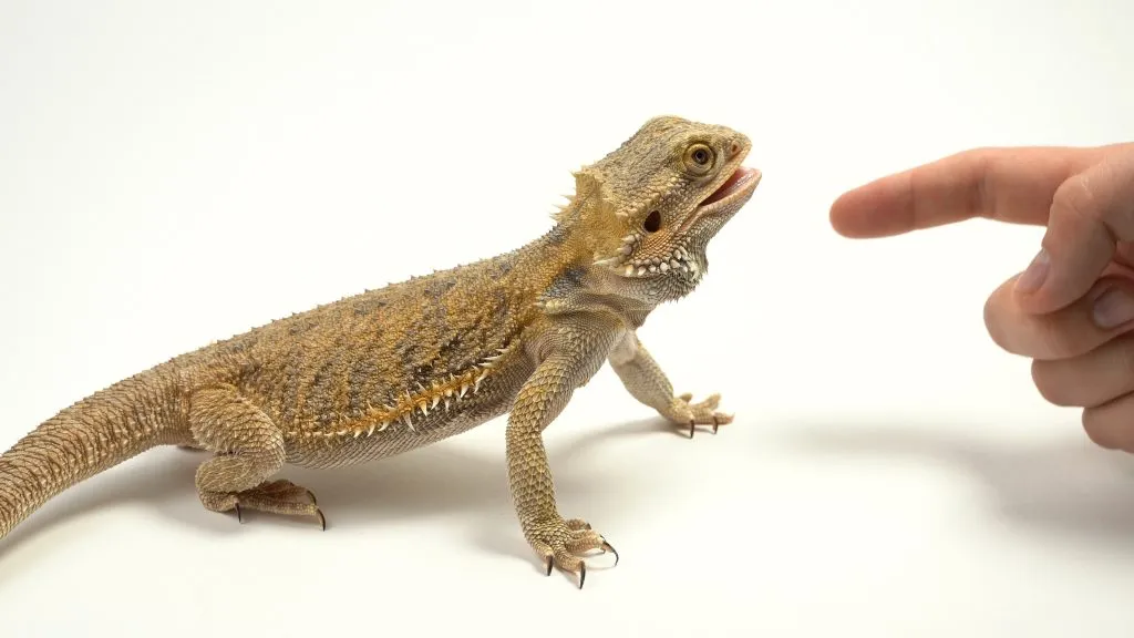 can bearded dragons bite off a finger?