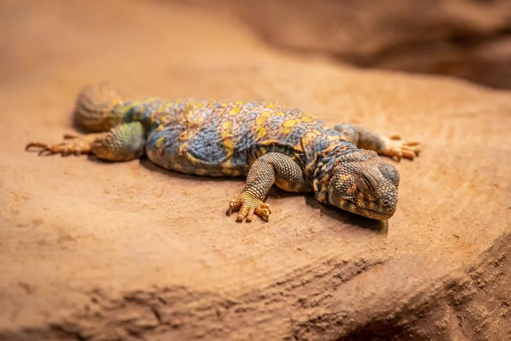 Uromastyx Colors