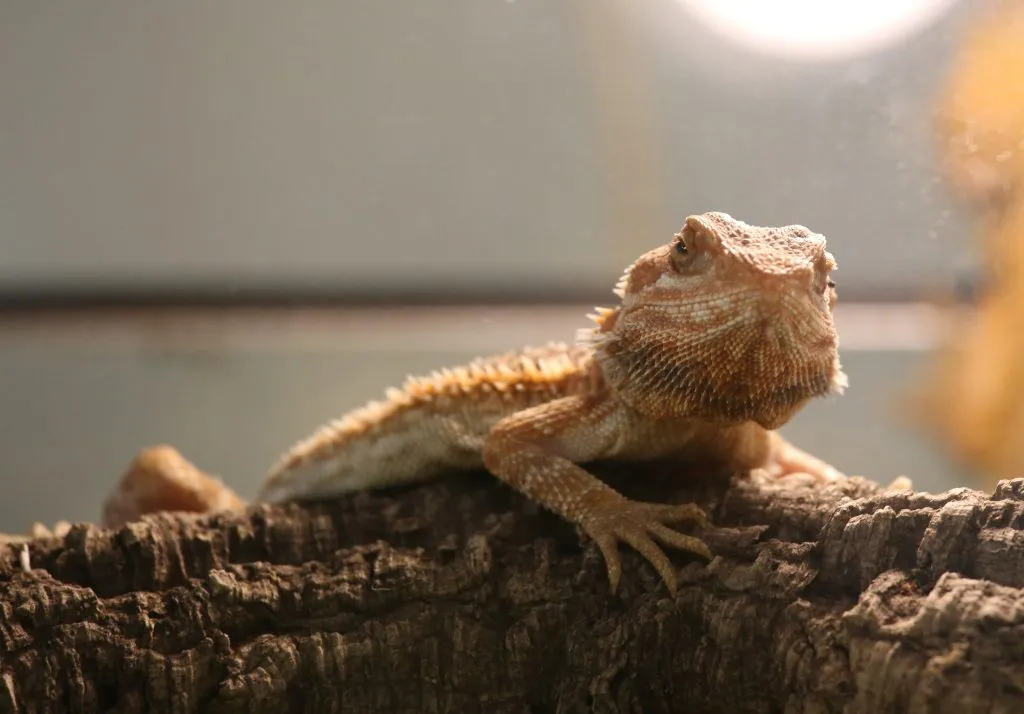 bearded dragon diarrhea and not eating