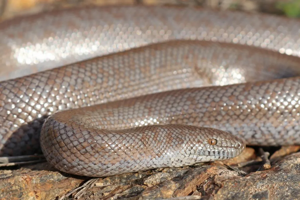 do rosy boa bites hurt?