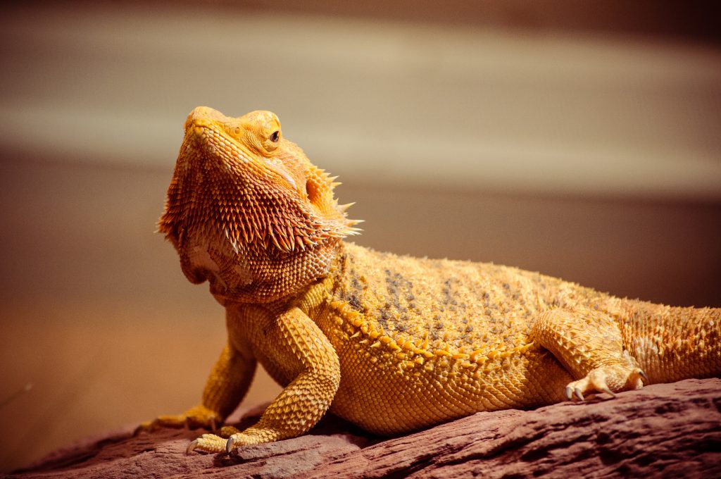 bearded dragon shaking tail