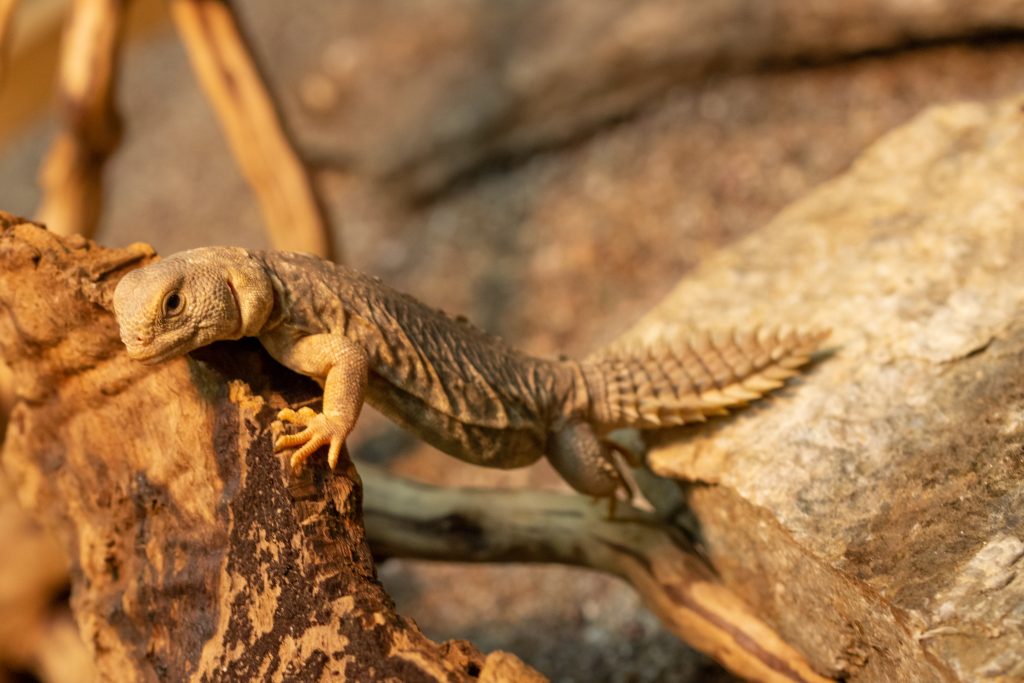 uromastyx tail rot symptoms