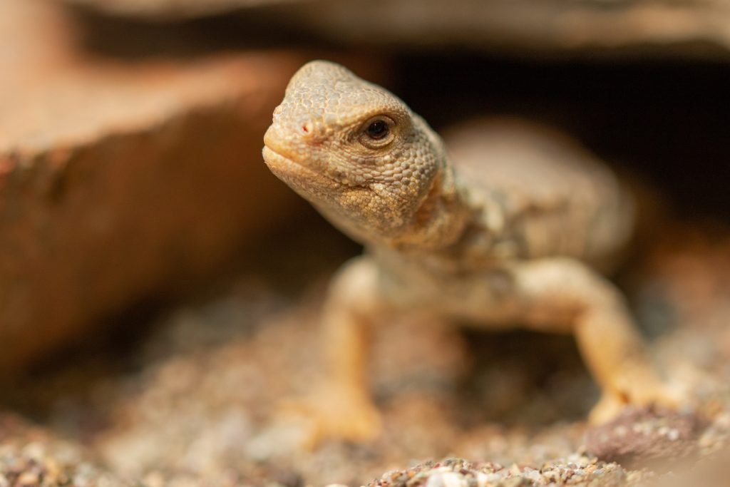 How do I make my Uromastyx happy?