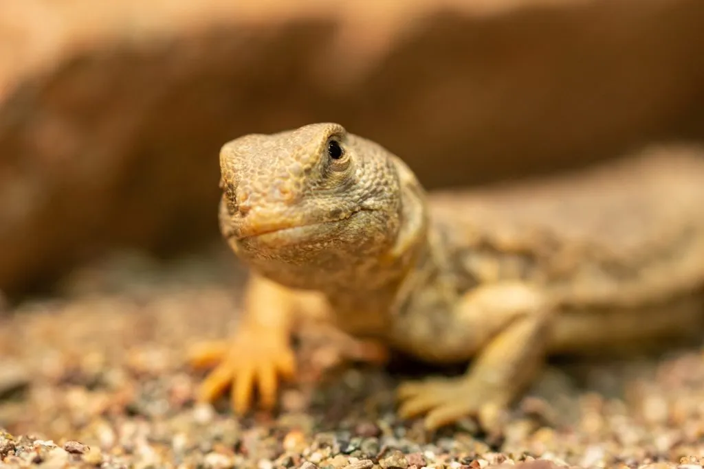 uromastyx tail shed