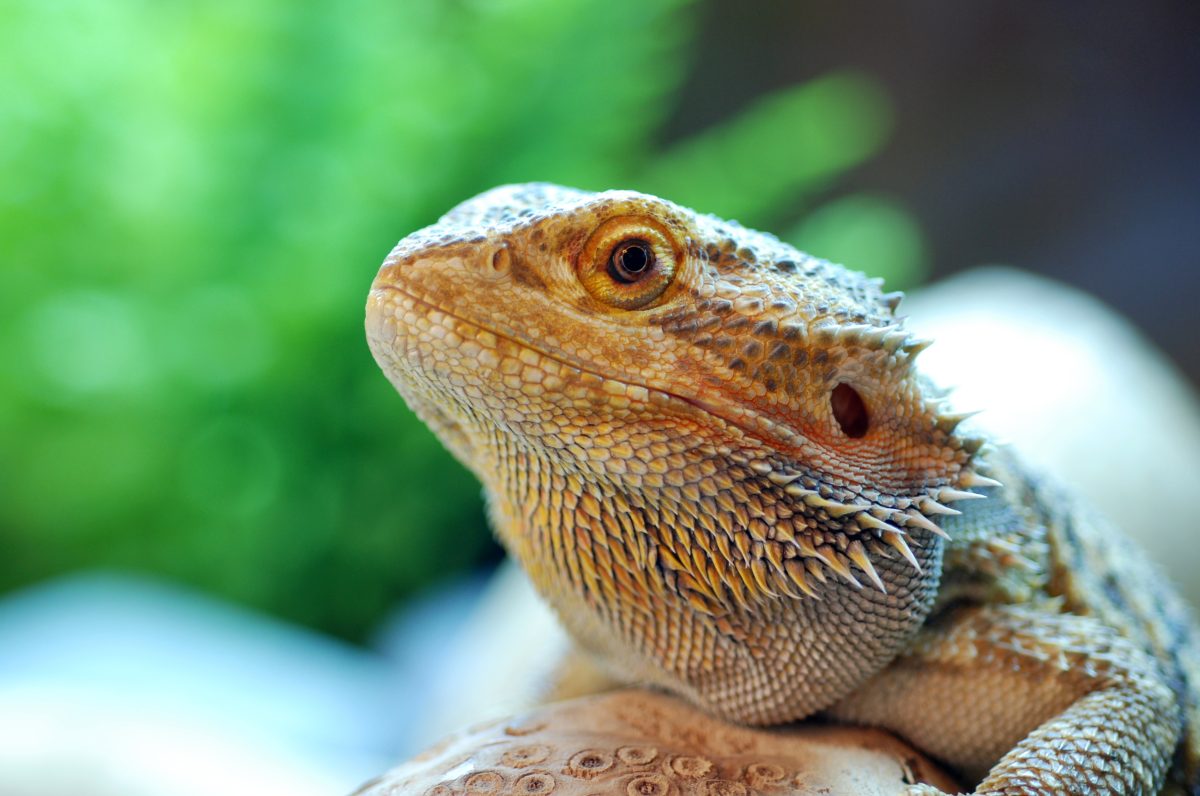 Why Your Bearded Dragon Is Throwing Up And What To Do Now - Reptile Craze