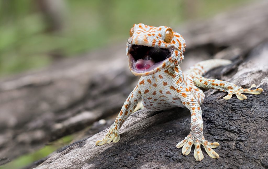 tokay gecko care instructions