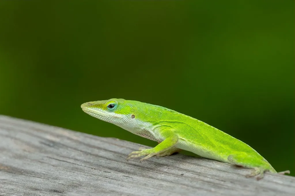 green anole behavior