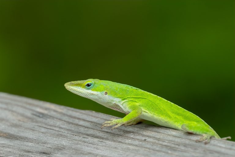 View of Green Anole Care Guide: Housing, Diet, Facts - Reptile Craze