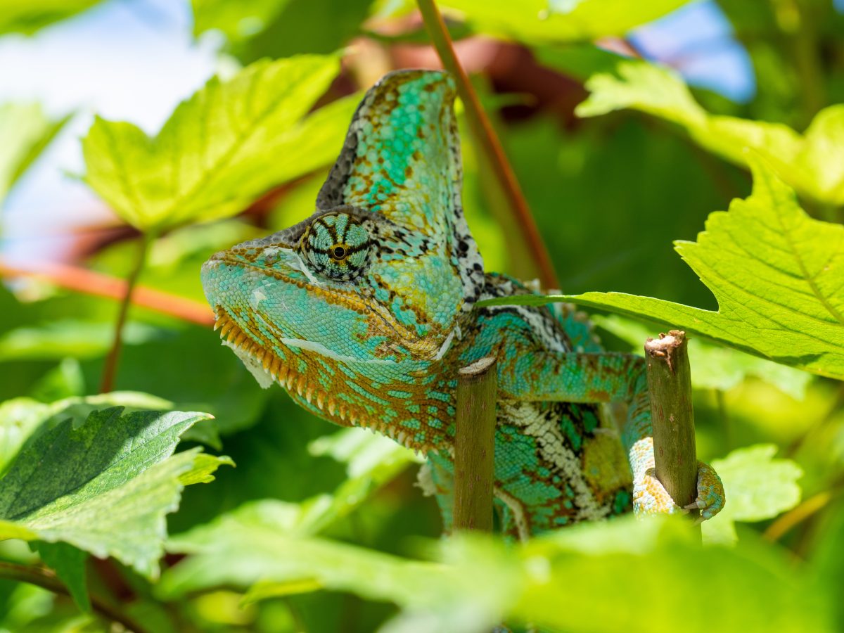 Veiled Chameleon Care Guide: Diet, Housing, Facts - Reptile Craze