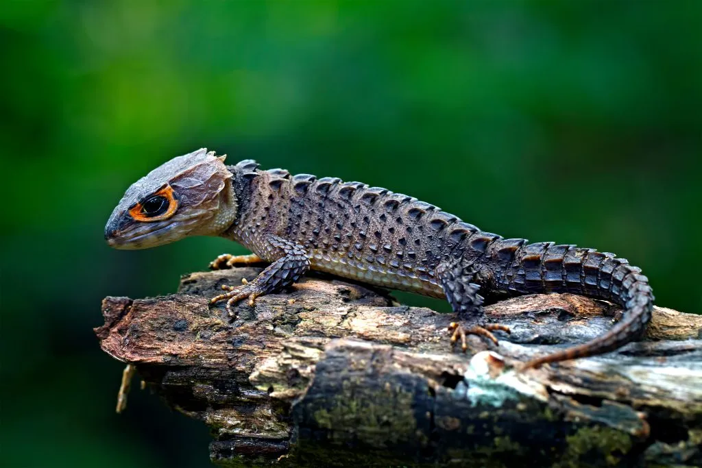 red-eyed Crocodile Skink