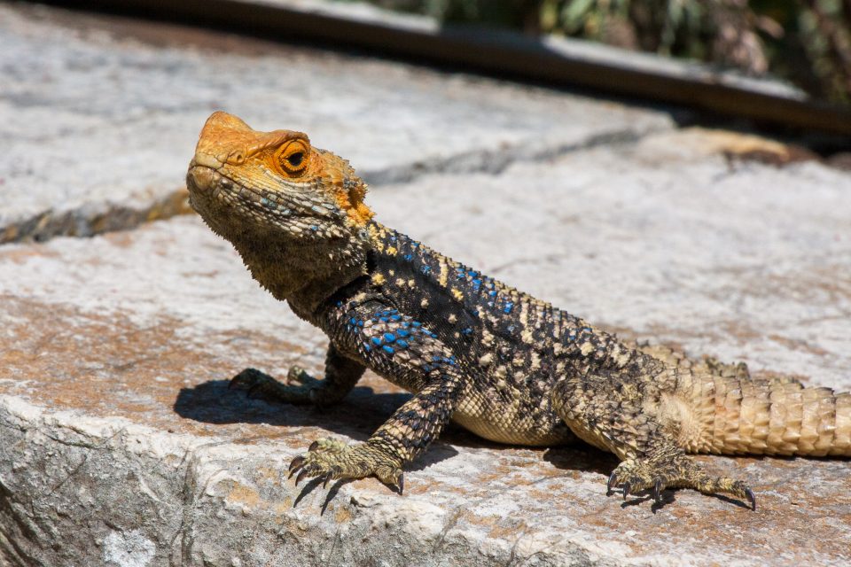 8 Reptiles That Can Live In A 75-Gallon Tank Forever - Reptile Craze