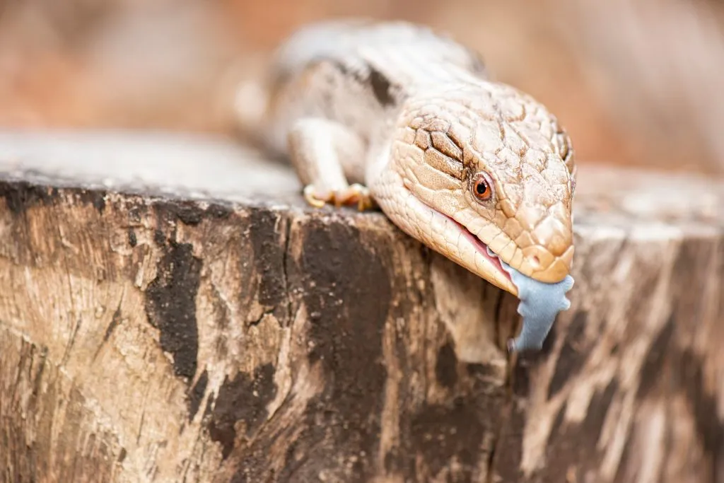 blue tongue lizard care