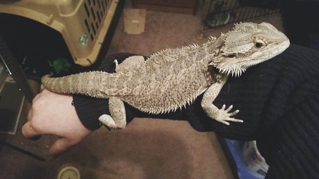 do bearded dragons like to be pet under the chin?