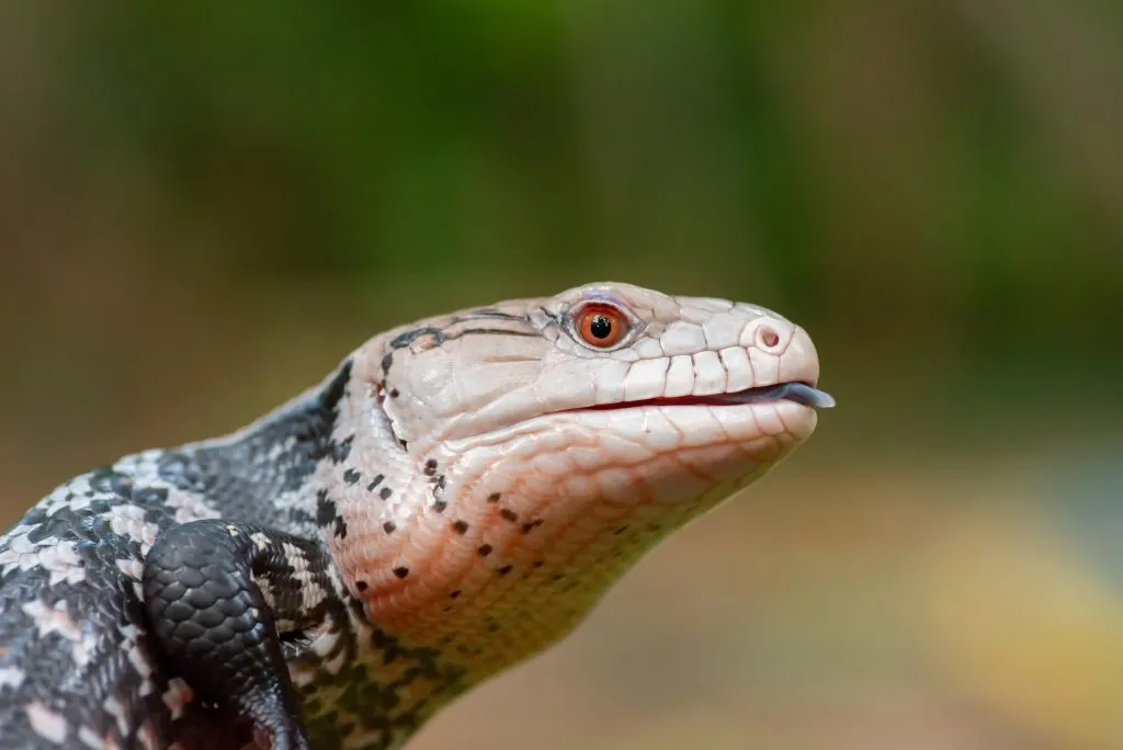 blue tongue lizard care guide