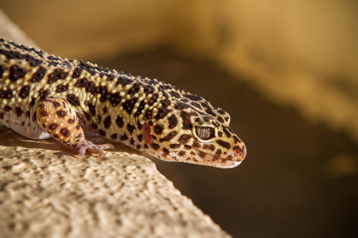 Why Bearded Dragons Can't Live With Leopard Geckos - Reptile Craze