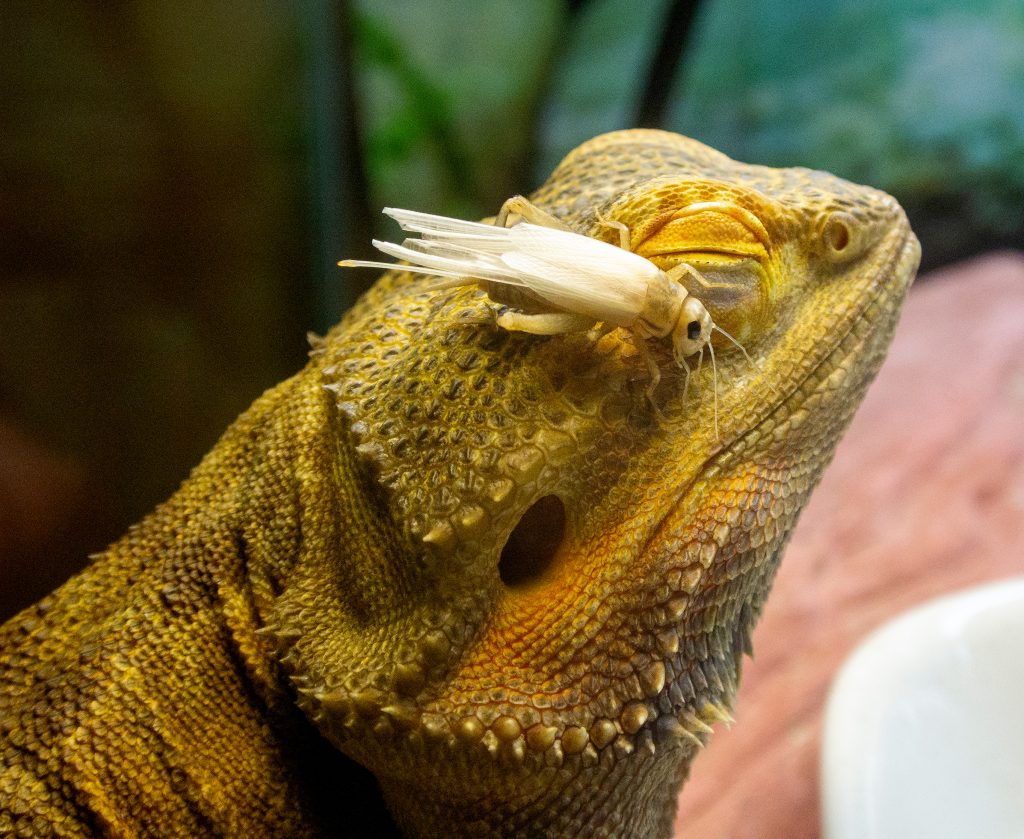 what to do with a bearded dragon when on vacation