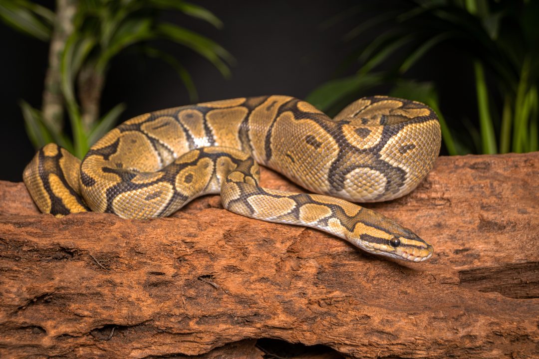 Ball Python Care Guide: Diet, Enclosure, Behavior - Reptile Craze