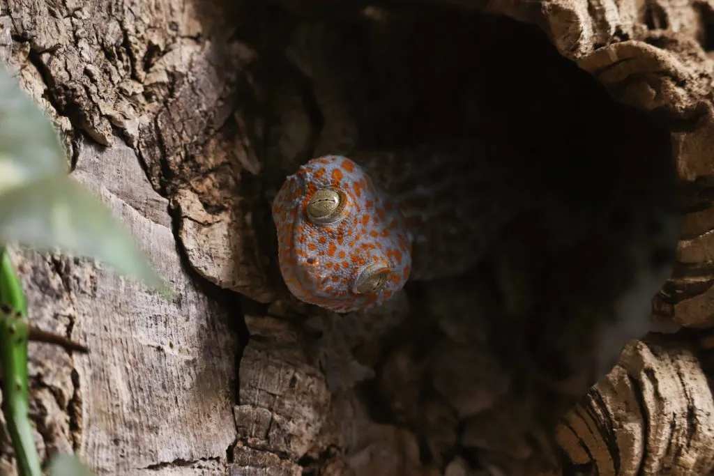 tokay gecko dark