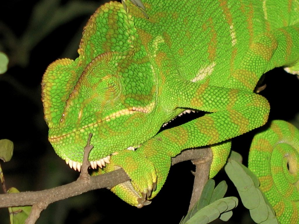 why is my chameleon trying to climb the glass?