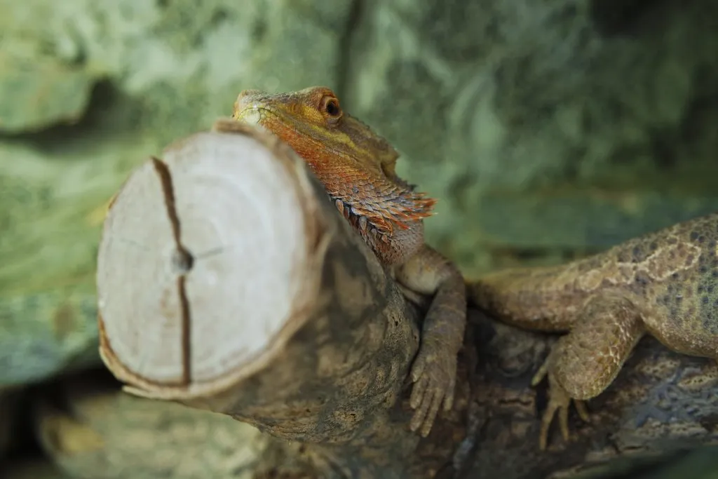 bearded dragon humidity too high