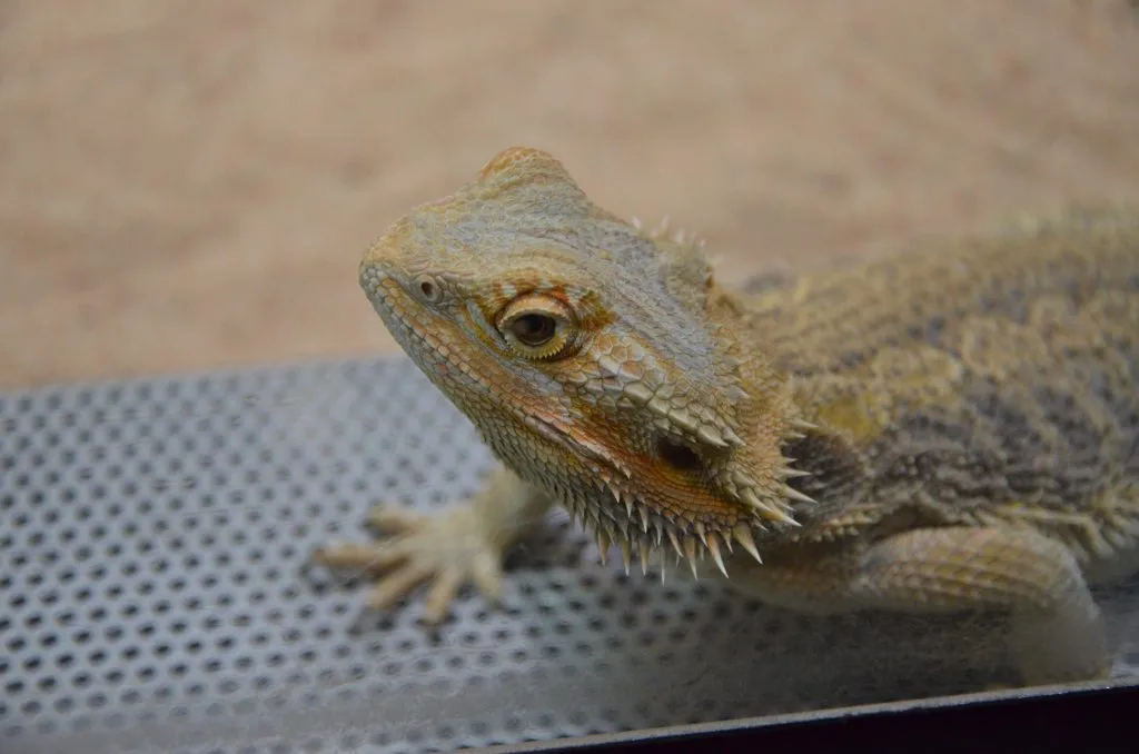 bearded dragon temperature and humidity