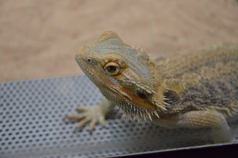 Bearded Dragon: Humidity - A Quick And Easy Guide - Reptile Craze