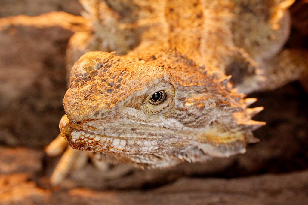 why does my bearded dragon have watery eyes?