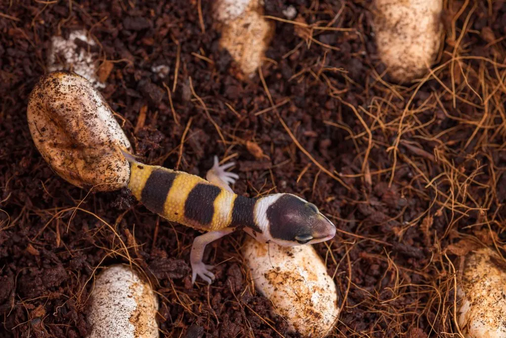 care for leopard geckos