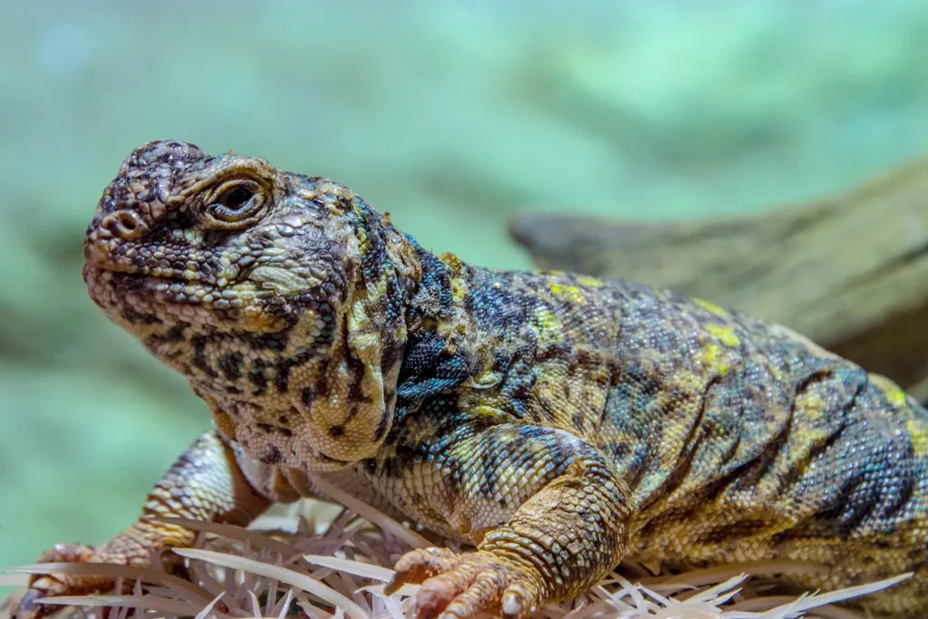 bearded dragon and uromastyx in one tank