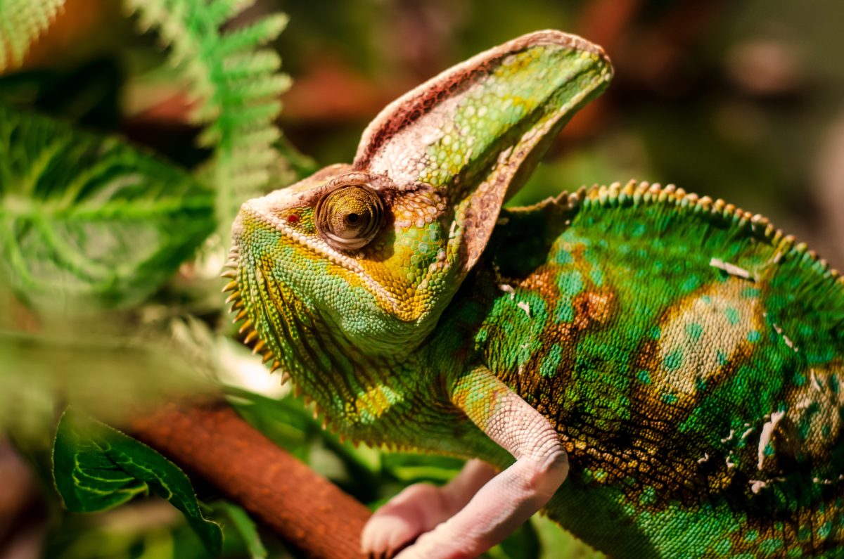 This Is How You Set Up A Perfect Veiled Chameleon Cage - Reptile Craze