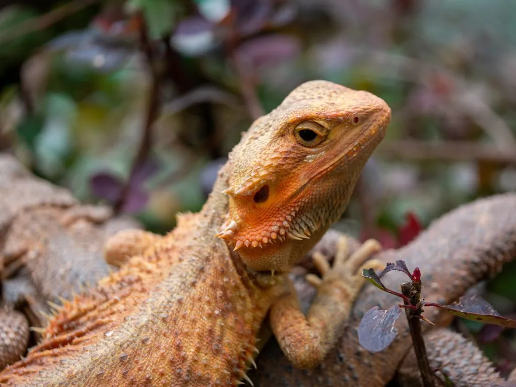 baby bearded dragon humidity