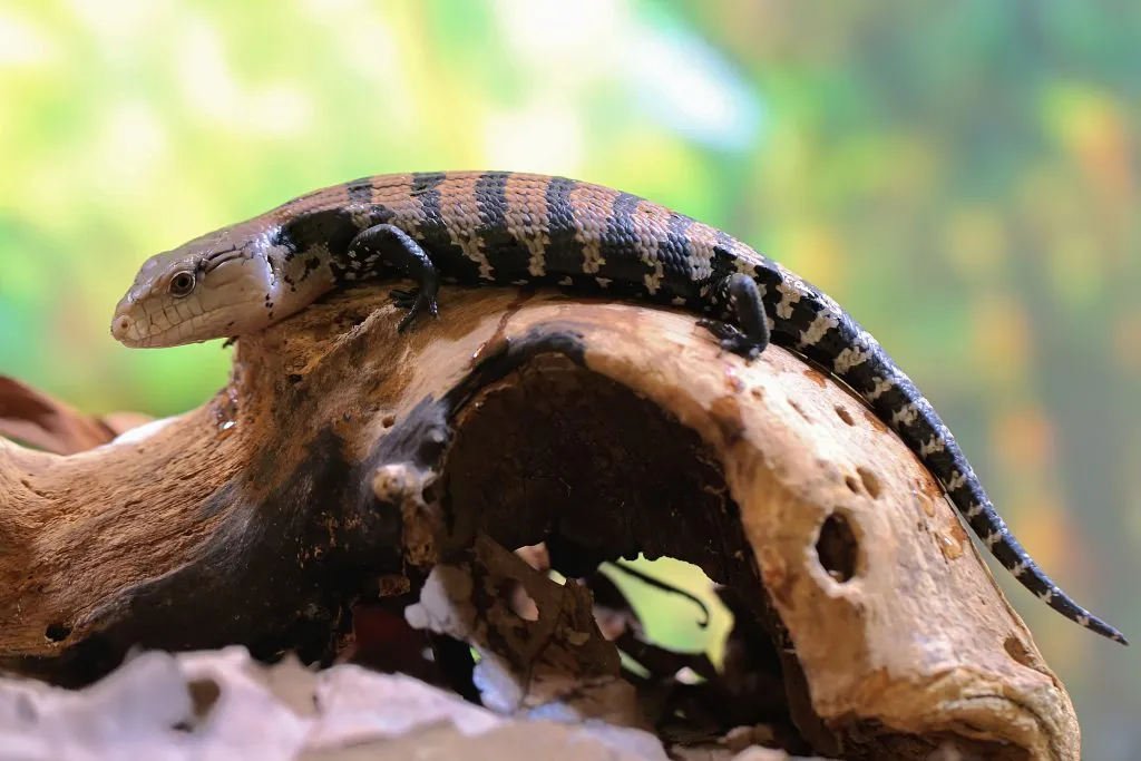 Blue-tongued skink Care guide