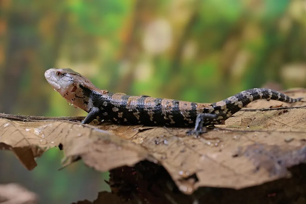 Blue-tongued skink Care 