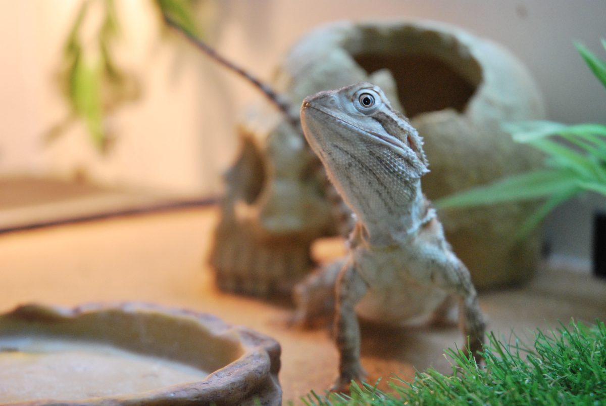 8 Reptiles That Can Live In A 75-Gallon Tank Forever - Reptile Craze