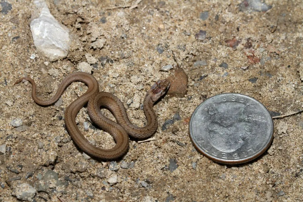 deKay's brown snake appearance