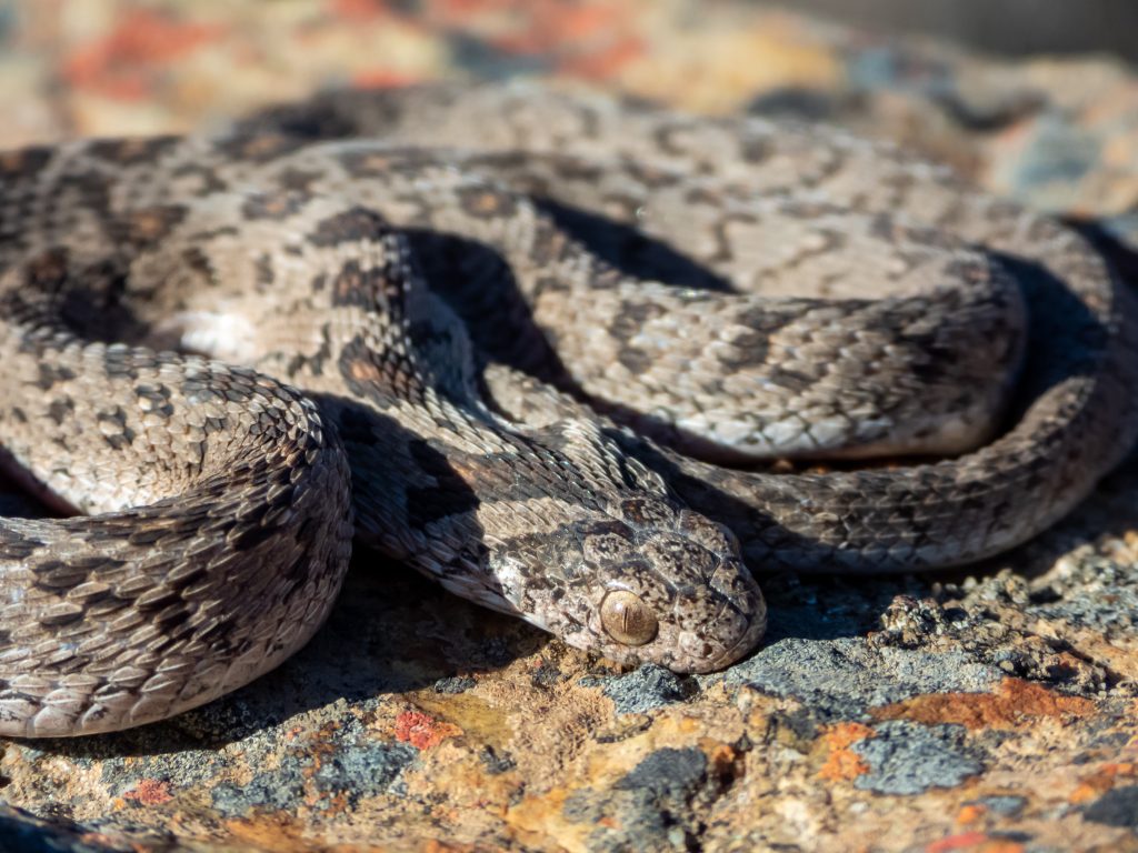 are african egg-eating snake good pets?