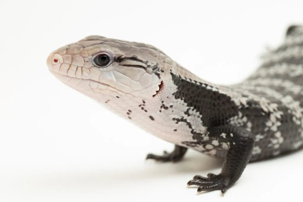 are blue tongue skinks easy to care for?