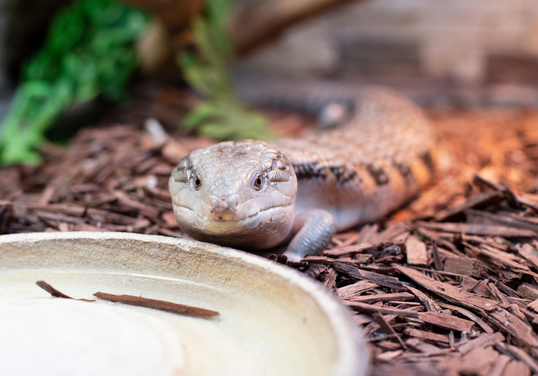 The 3 Best Blue Tongue Skink Enclosures - Reptile Craze